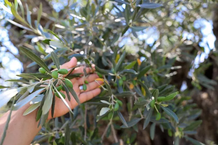Dünyanın En Yaşlı Zeytin Ağacı 1205 Yaşında