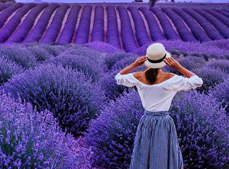 Lavanta bitkisinin Faydaları Nelerdir?